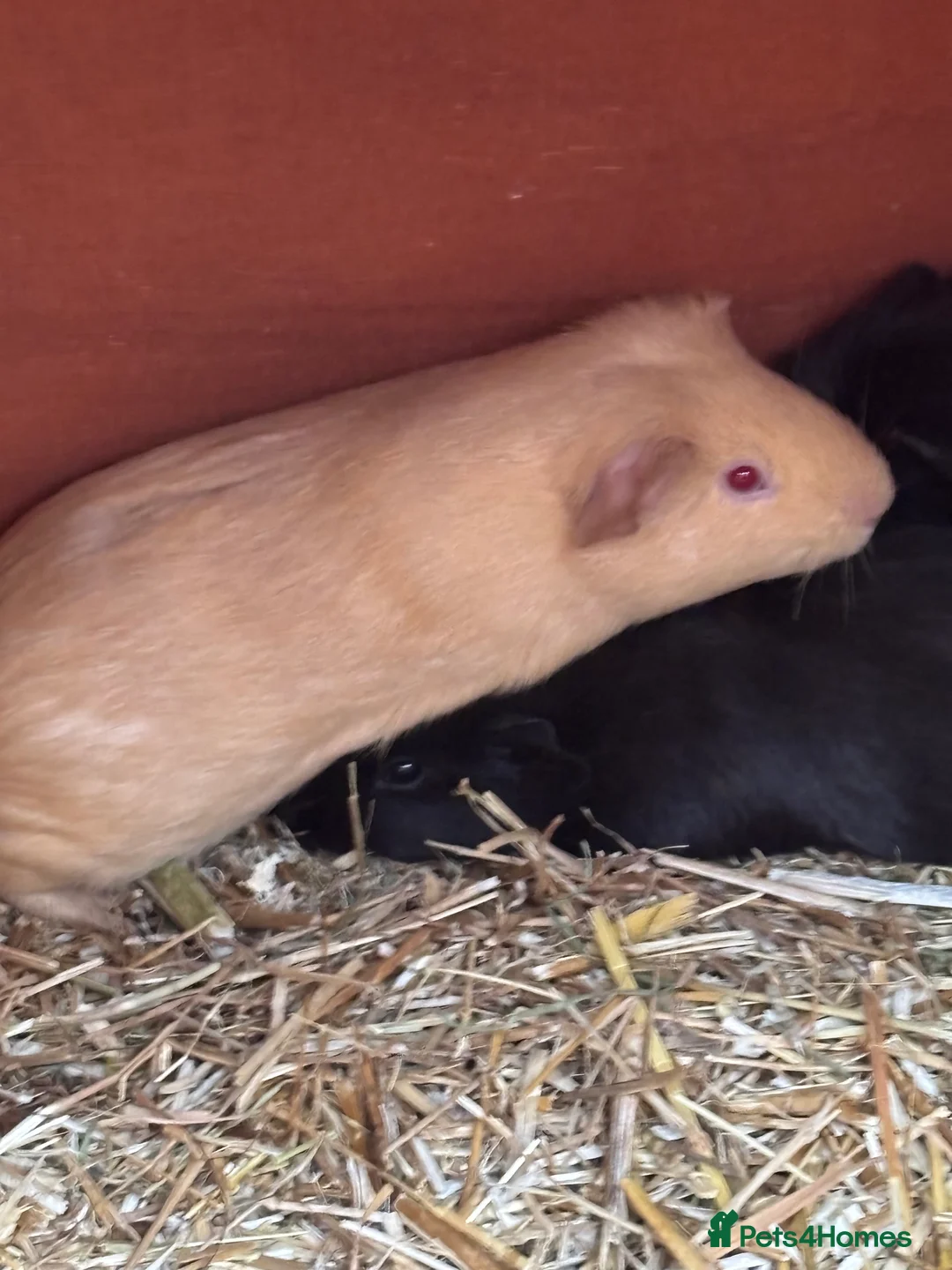 Guinea Pig rodents for sale: Baby sow guinea pigs - Advert 5
