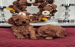 Cavapoo dogs for sale: F1bb extensively health tested caverpoo pups  - Advert 8