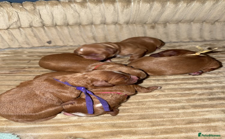 Cavapoo dogs - Advert 16