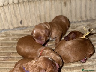 Cavapoo dogs - Advert 4