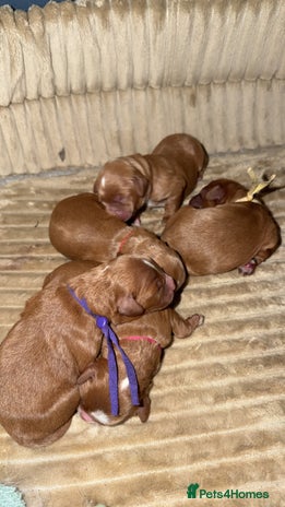 Cavapoo dogs - Advert 10