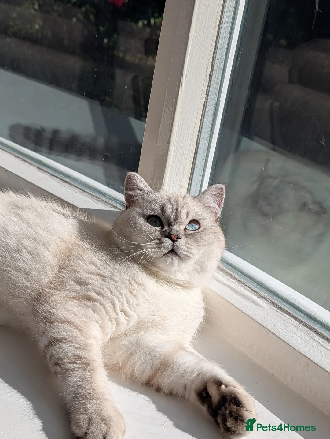 British Shorthair cats for stud: British Shorthair Stud - Advert 5