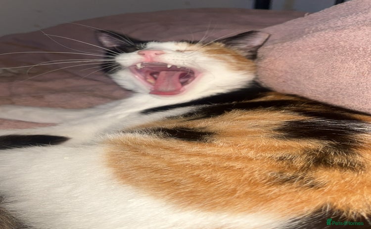 Arabian Mau cats - Advert 8