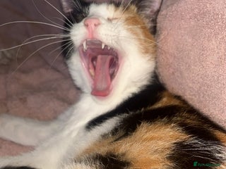 Arabian Mau cats - Advert 9