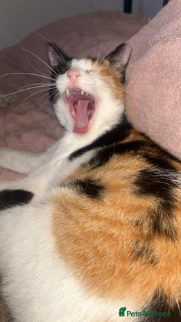 Arabian Mau cats Patches - Advert 8