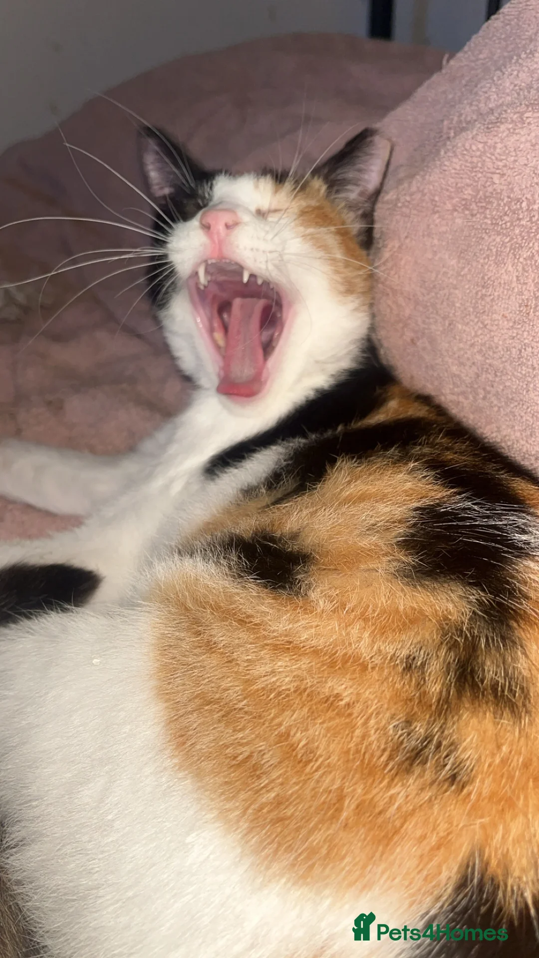 Arabian Mau cats for adoption: Patches - Advert 1