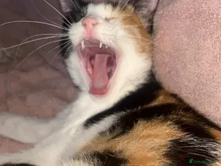 Arabian Mau cats Patches - Advert 7