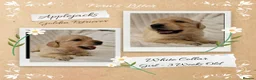 Golden Retriever dogs for sale: Quality Golden Retriever Puppies - Advert 15