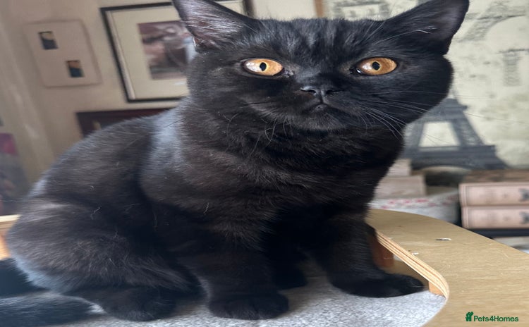 British Shorthair cats - Advert 15