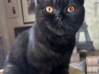 British Shorthair cats - Advert 11