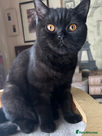 British Shorthair cats - Advert 1