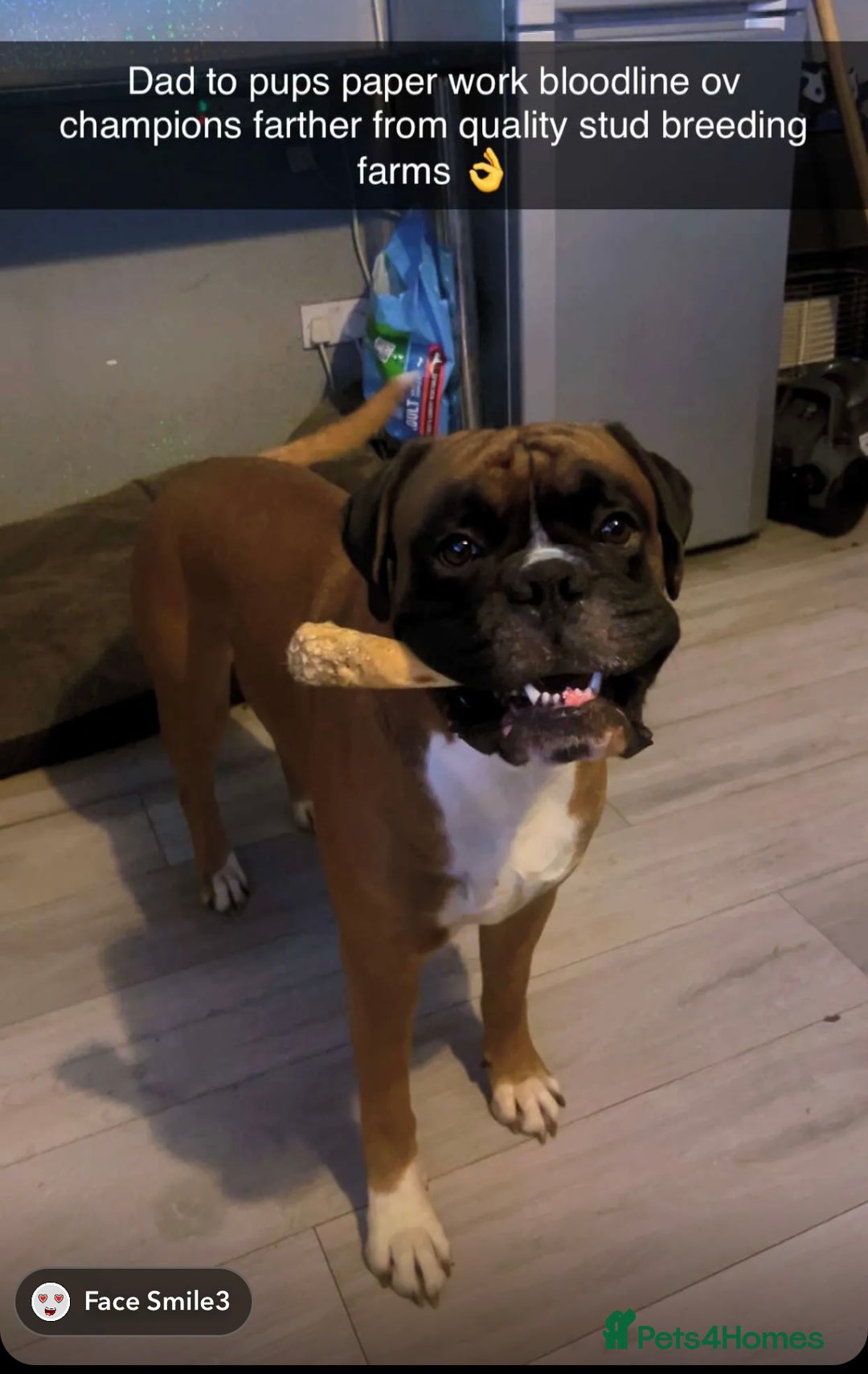 Boxer dogs for sale: Boxer puppies 5 bitches 1 boy  - Advert 3