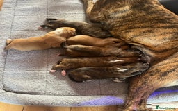 Boxer dogs for sale: KC Boxer Puppies for sale 4 Dogs 2 Bitches - Image 30