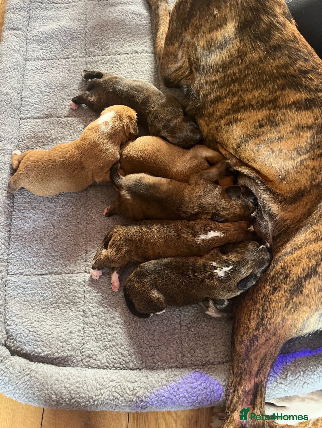 Boxer dogs for sale: KC Boxer Puppies for sale 4 Dogs 2 Bitches - Image 30