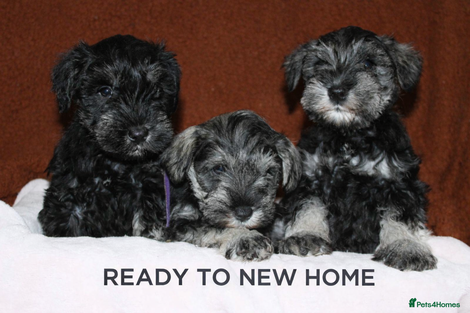 Miniature Schnauzer dogs Charming Mini Schnauzers with KC registration - Advert 2