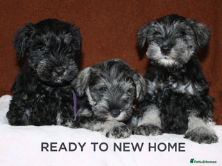 Miniature Schnauzer dogs Charming Mini Schnauzers with KC registration - Advert 2