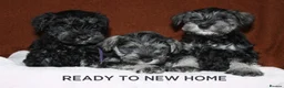 Miniature Schnauzer dogs for sale: Charming Mini Schnauzers with KC registration - Advert 29