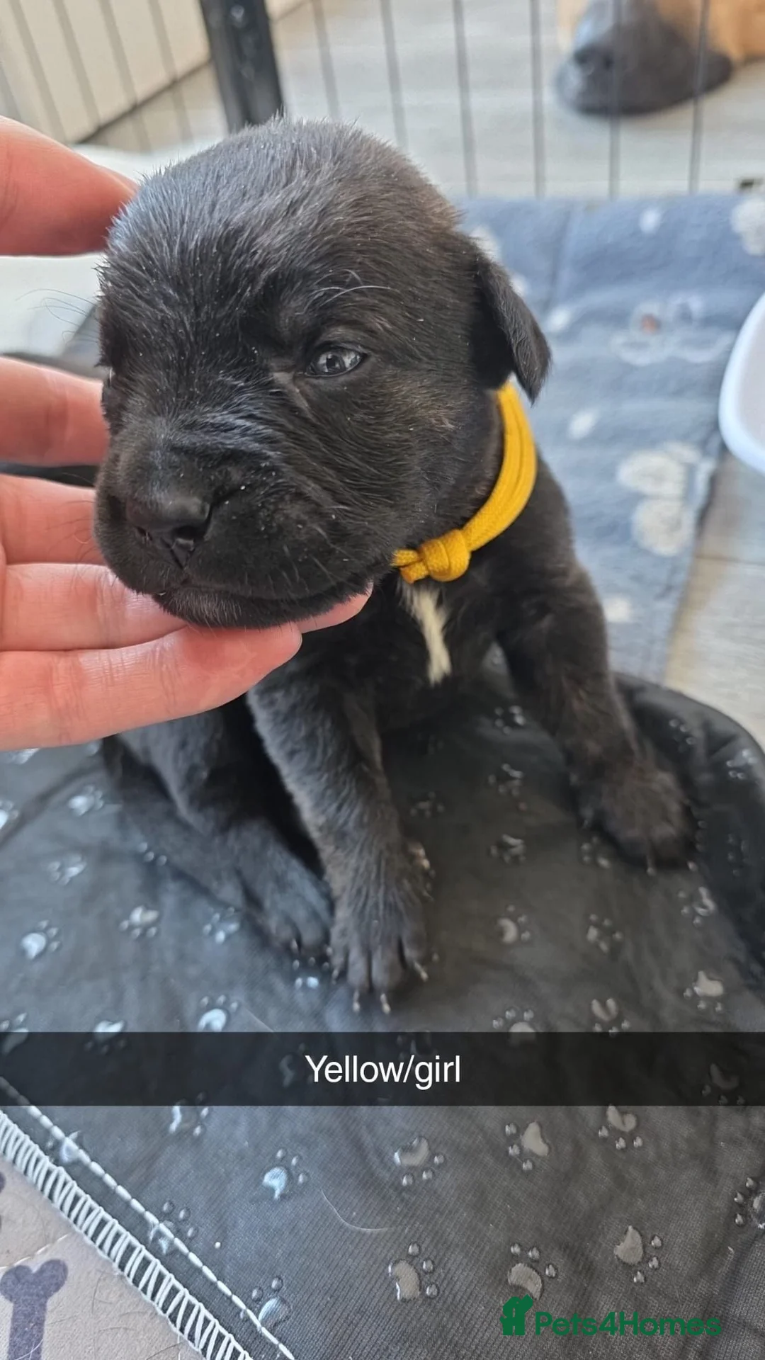 Mixed Breed dogs for sale: 8 cane corso x Germanshepard pups for sale - Advert 10