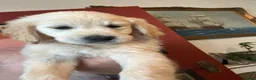 Golden Retriever dogs for sale: KC registered golden retriever puppies ready now. - Advert 4