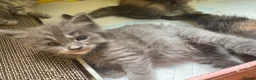 Ragcoon cats for sale: Gorgeous Mainecoon x ragdoll babies  - Advert 29