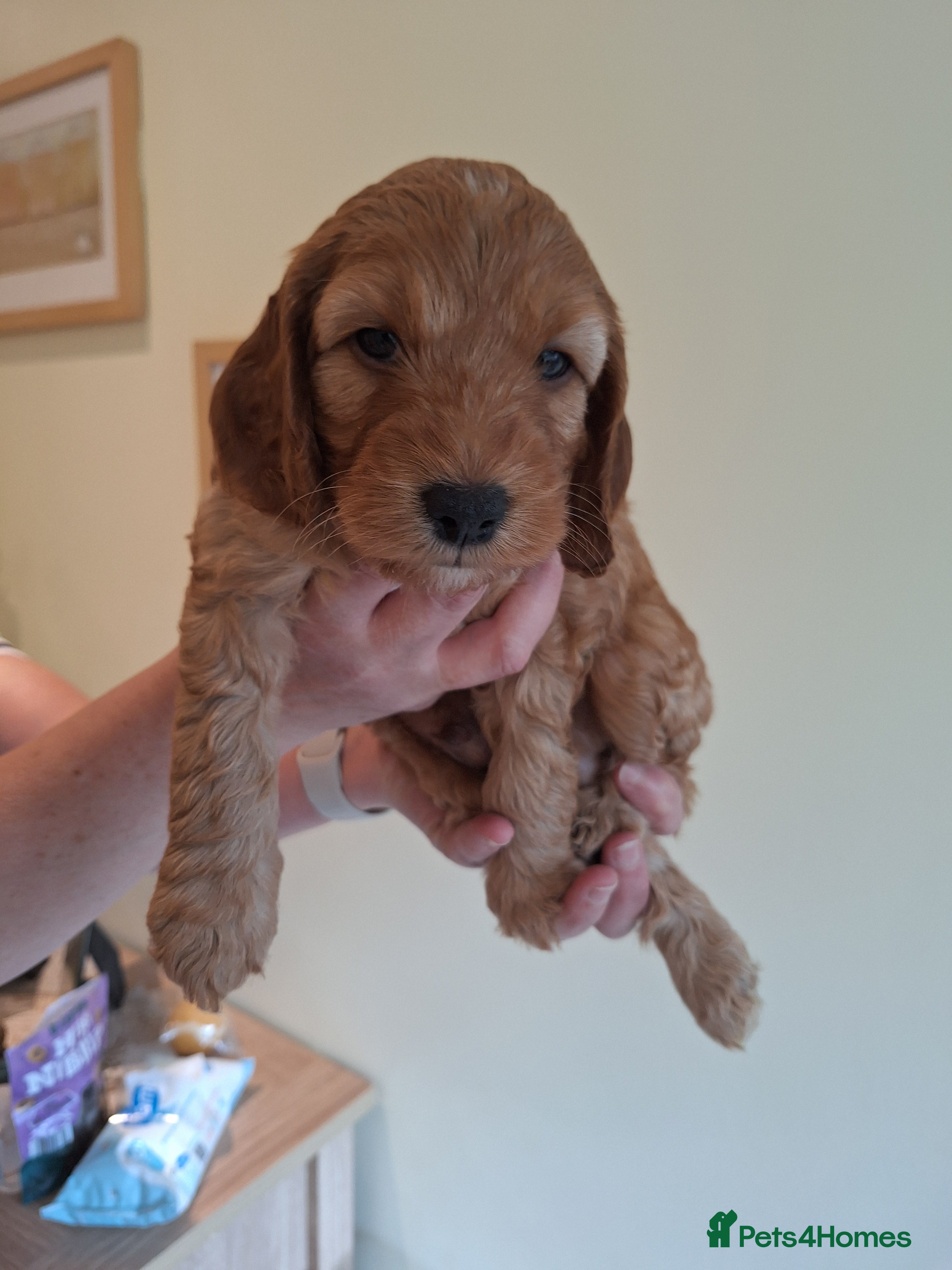 Cockapoo dogs for sale: Cockerpoo in Deal - Advert 4