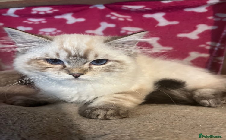 Ragdoll cats - Advert 16