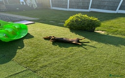 Dachshund dogs for sale: Miniture dachshund  - Image 11