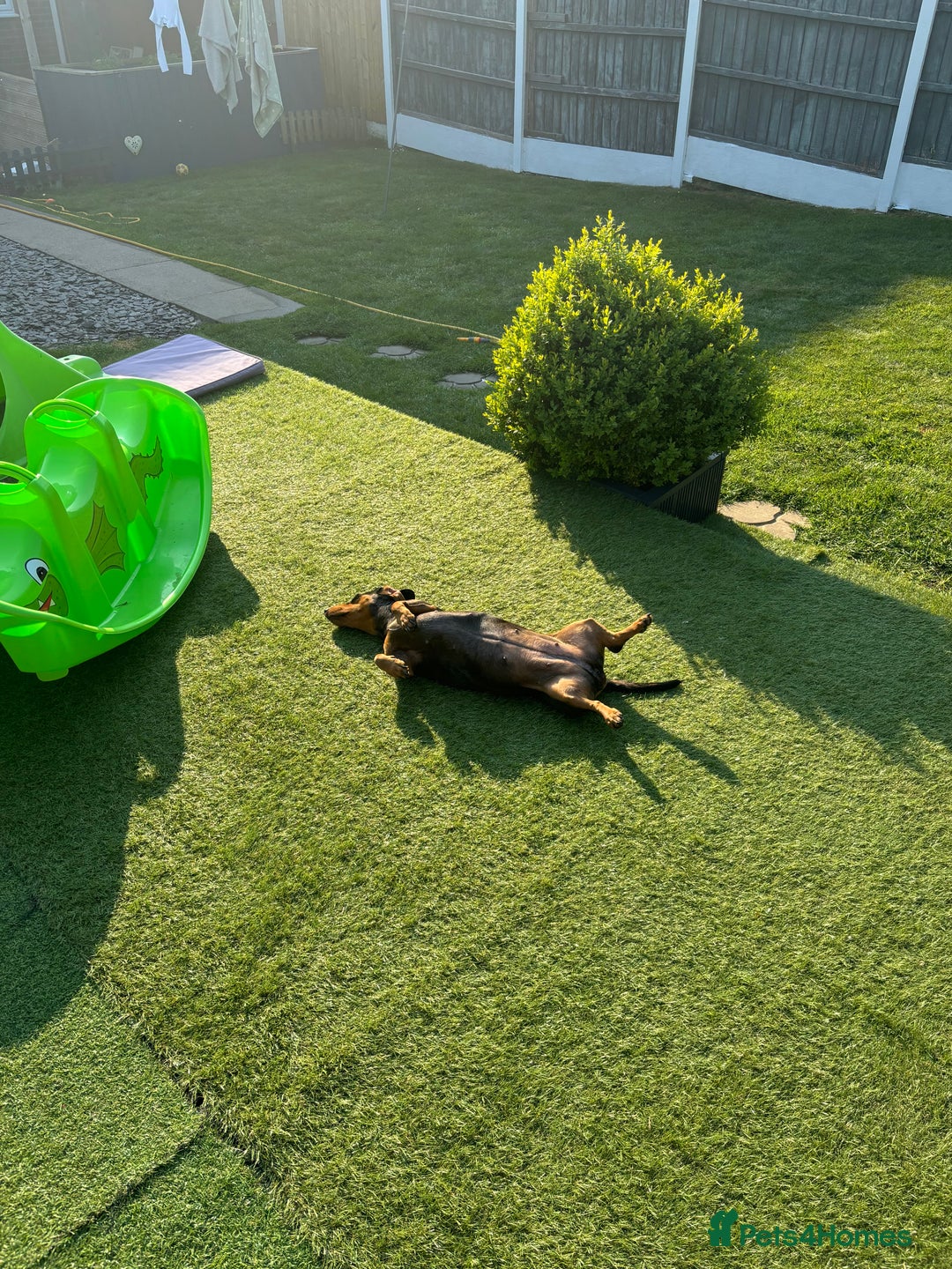 Dachshund dogs for sale: Miniture dachshund  - Image 11