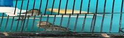 Canaries birds for sale: Canaries  - Advert 2