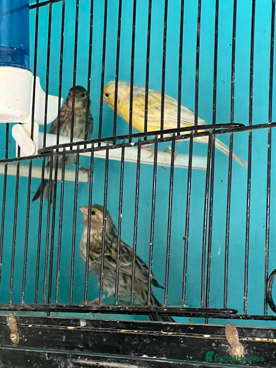 Canaries birds for sale: Canaries  - Advert 2