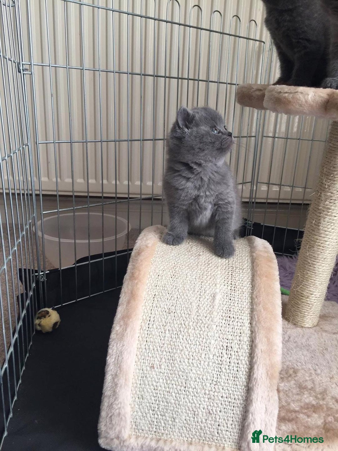 British Shorthair cats for sale: Blue British Shorthair Kittens  - Advert 8
