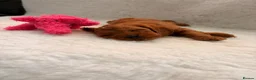 Cavapoo dogs for sale: Stunning Fox red F1b cavapoo puppies in Cranbrook - Advert 10