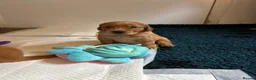 Golden Retriever dogs for sale: Beautiful dark red golden retriever puppies  - Advert 19