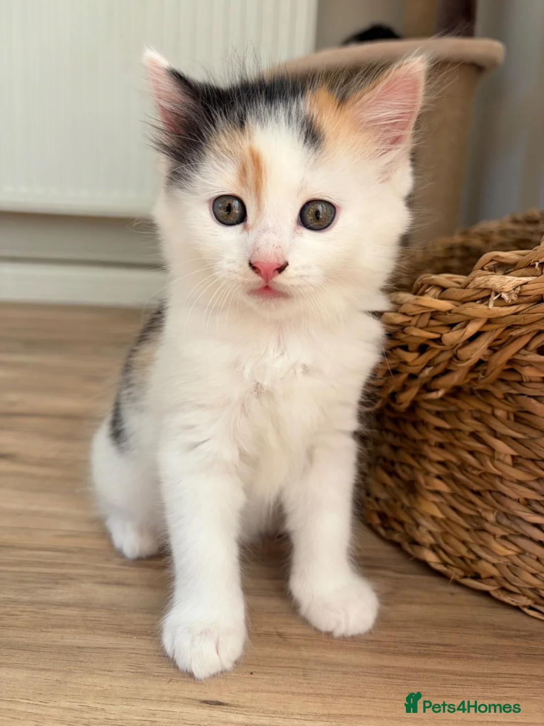 Mixed Breed cats for sale: 4 little kittens on sale in Chelmsford - Advert 20