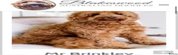 Australian Labradoodle dogs for sale: ***MR BRINKLEY'S PUPPIES*** - Advert 3