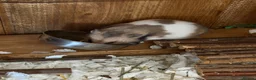 Hamster rodents for sale: Female Syrian hamster (WITH CAGE AND FULL SET UP) - Advert 3