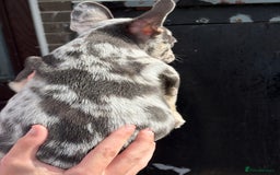 French Bulldog dogs for sale: Blue Merle Frenchie - Image 4