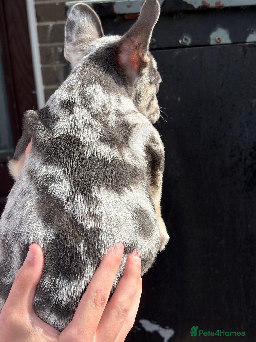 French Bulldog dogs for sale: Blue Merle Frenchie - Image 4