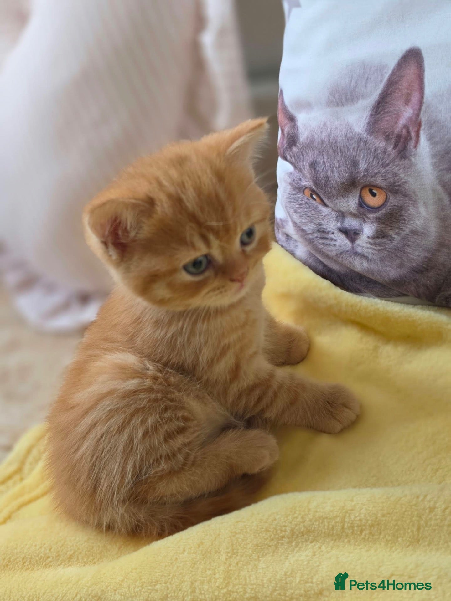 British Shorthair cats 🐈🇬🇧✅BSH Lilac & Red 💜Tica reg  - Advert 2