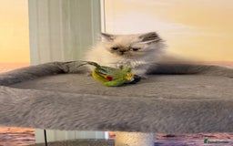 Persian cats for sale: Persians colour point  - Image 10