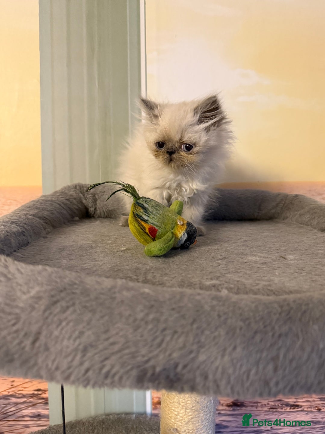 Persian cats for sale: Persians colour point  - Image 10