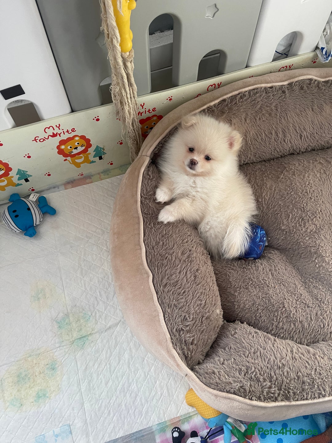 Pomeranian dogs for sale: Beautiful Pomerian Boy  - Image 6
