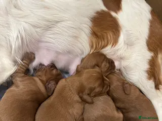 Cavalier King Charles Spaniel dogs ✨2 Male Ruby Cavalier King Charles Spaniel Pups✨ - Advert 11