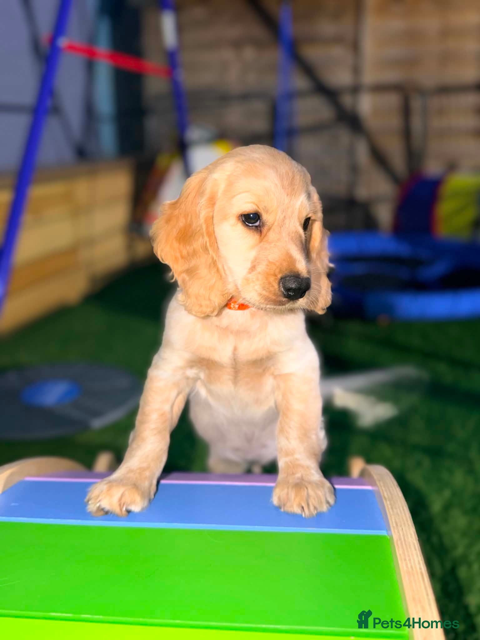 Cockapoo dogs COCKER SPANIEL - Advert 2