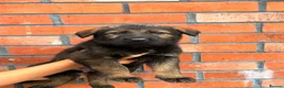 German Shepherd dogs for sale: Exceptional Czech German Shepherd WorkingLine Pups - Advert 22