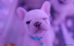 French Bulldog dogs for sale: KC French Bulldog Ready Now ! - Image 13