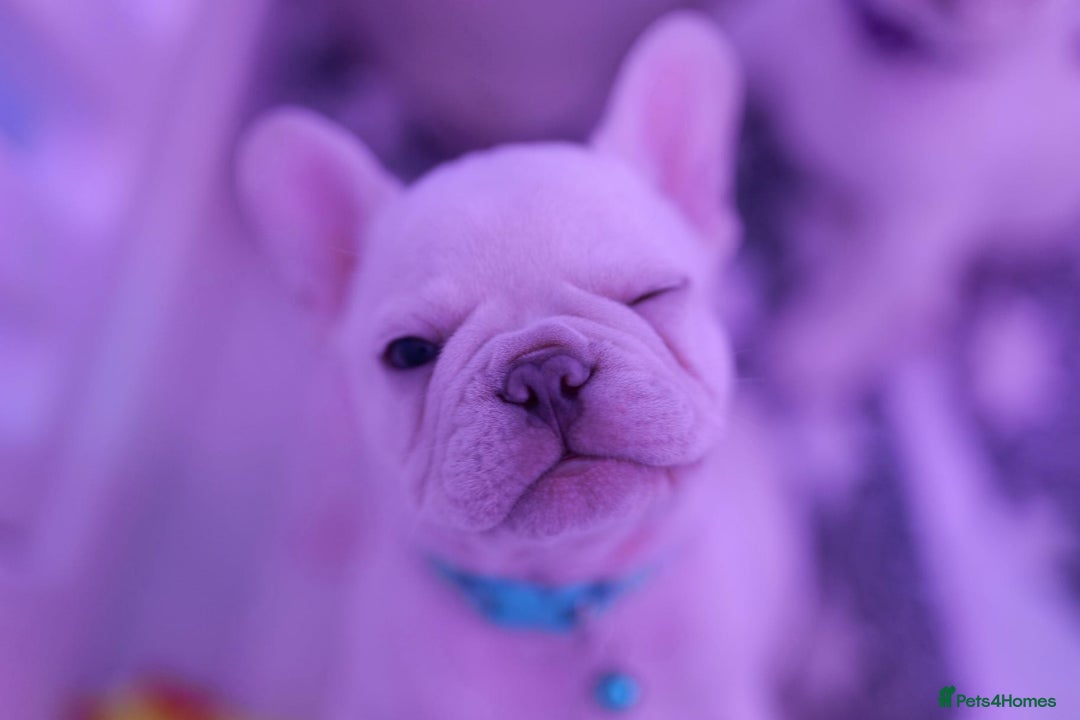 French Bulldog dogs for sale: KC French Bulldog Ready Now ! - Image 13