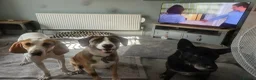 Pointer dogs for adoption: Max is looking for his forever home  in Rayleigh - Advert 4