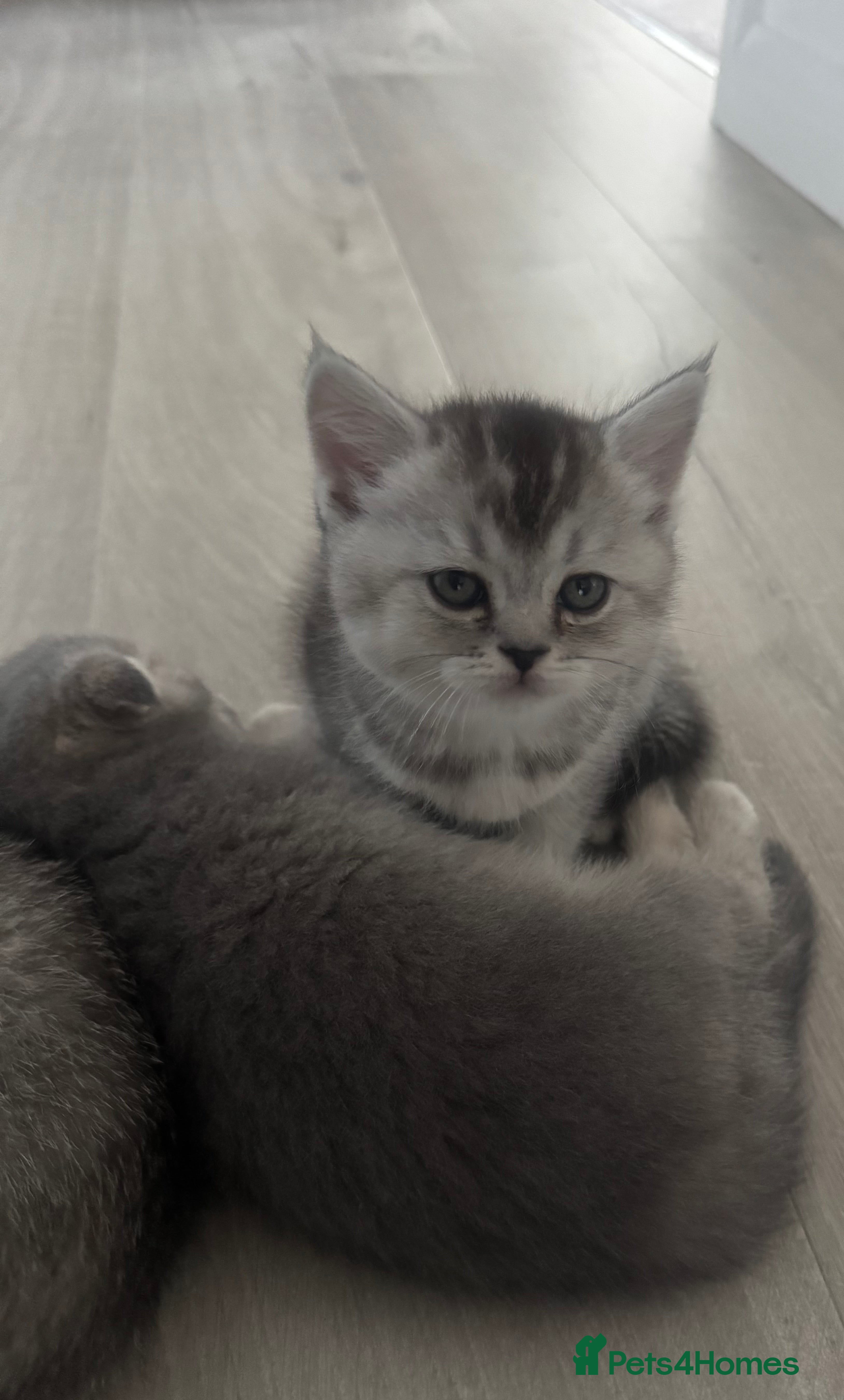 Scottish Fold cats Lovely kittens looking for new family. - Advert 2