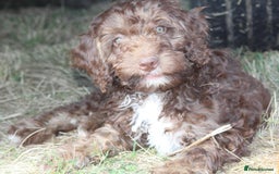 Australian Labradoodle dogs for sale: 🧡💚💙Last girl available, fully health test💙💚🧡 - Image 9